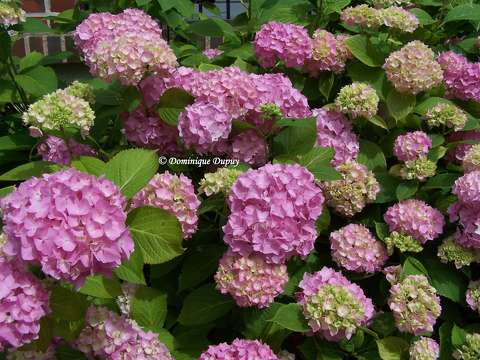 Hortensia
