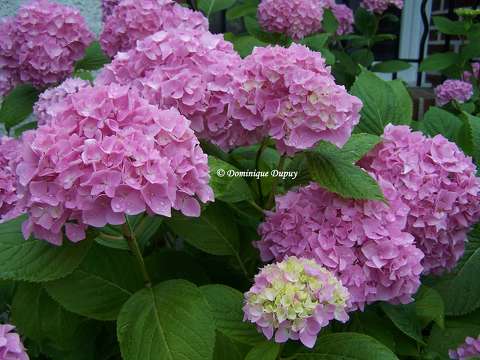 Hortensia