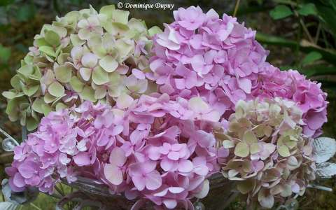 Hortensia