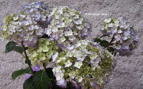 Hortensia