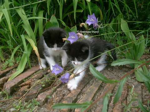 Chatons