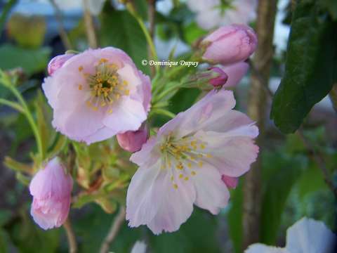 Prunus Serrulata Amanogawa