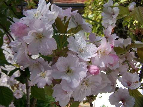 Prunus Serrulata Amanogawa