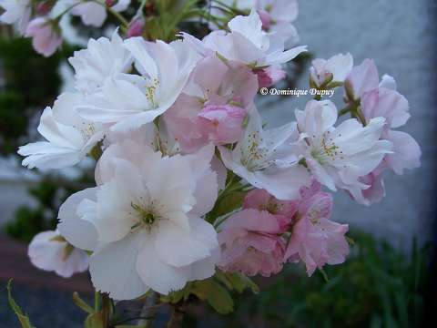 Prunus Serrulata Amanogawa