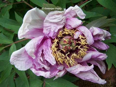 Pivoine
