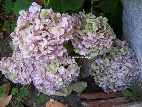 Hortensia