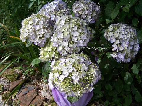 Hortensia