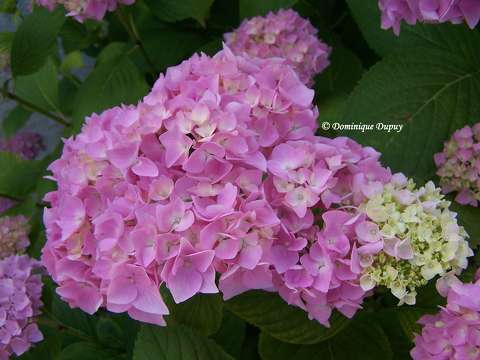 Hortensia