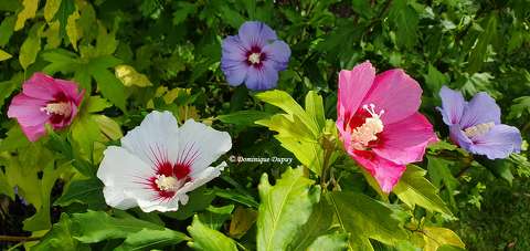 Hibiscus du jardin
