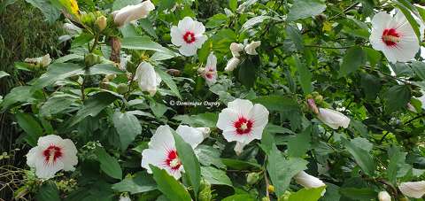 Hibiscus du jardin