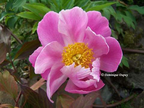 Pivoine
