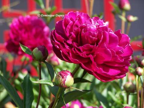 Pivoines