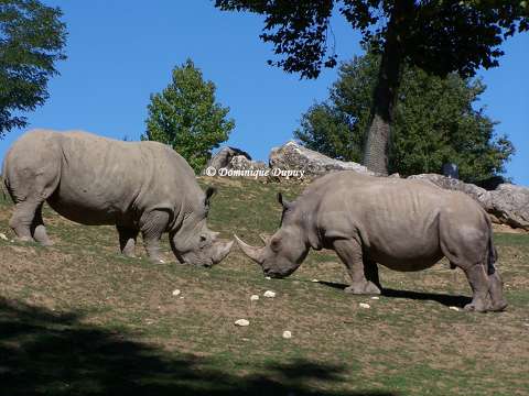 Rhinocéros du Zoo de Beauval - France