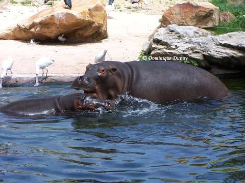 Hippopotames  du Zoo de Beauval - France