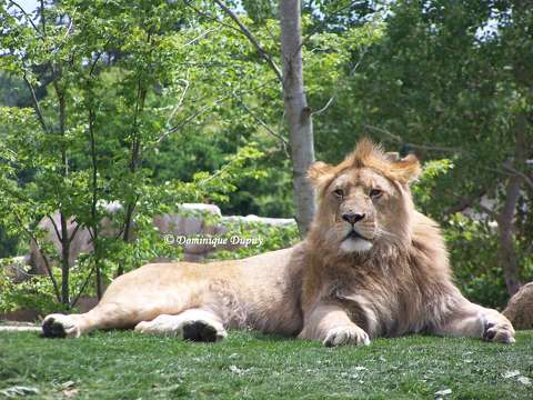 Lion du Zoo de Beauval - France