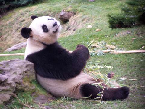 Panda du Zoo de Beauval - France