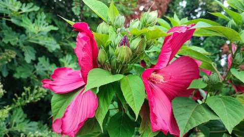 Mocsári Hibiszkusz