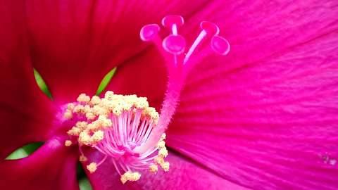 Mocsári Hibiszkusz makró