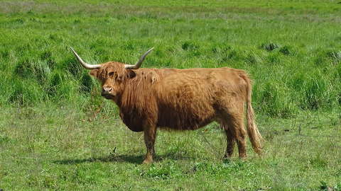 háziállat szarvasmarha
