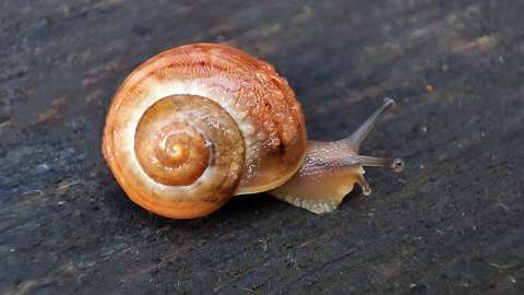 Pici csiga