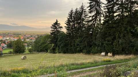 mező nyár