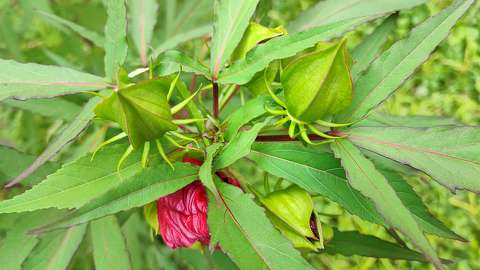 Mocsári hibiszkusz