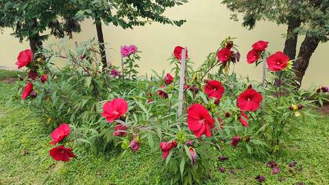 Mocsári hibiszkusz