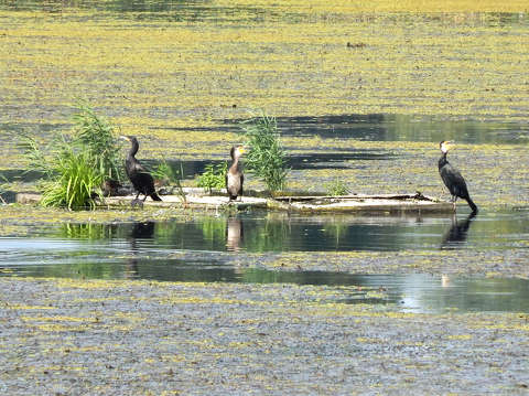 Tisza-tavi Ökocentrumban - Poroszló