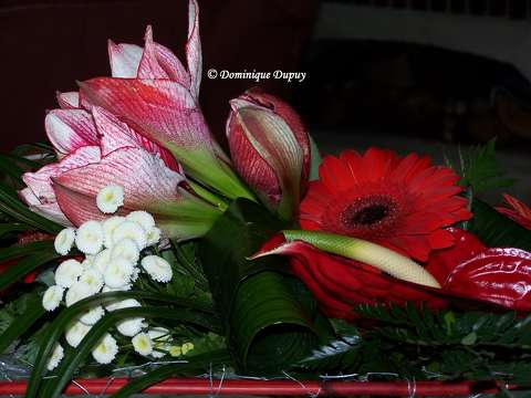 Fleurs