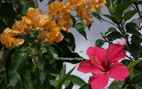 Bougainvillier et Hibiscus