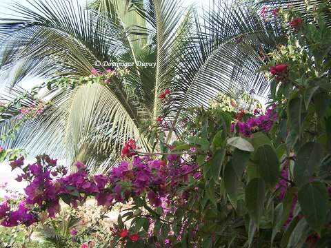 Bougainvilliers - Sénégal