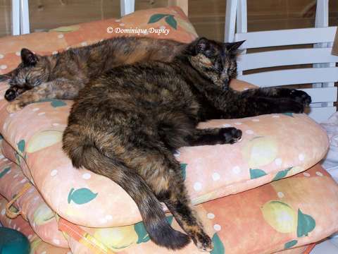 Chattes - Mimine et Caramel