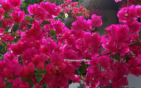 Bougainvilliers