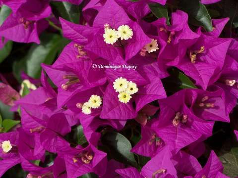 Bougainvilliers