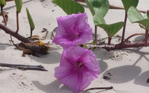 ipomée  - Plage de Cap Skirring - Sénégal