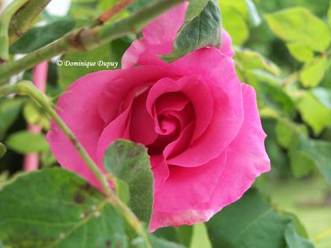 Rose