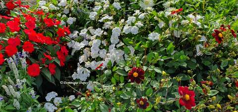 Fleurs champêtres