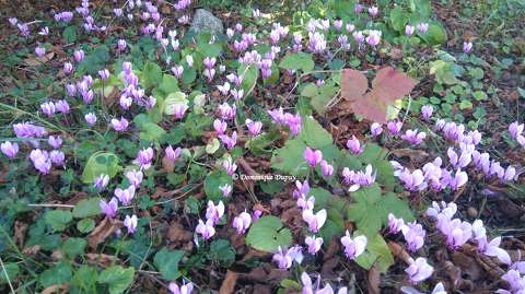 Cyclamens