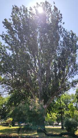 fa, park, napsütés