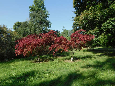 Komplementer a Kámoni arborétumban - Szombathely