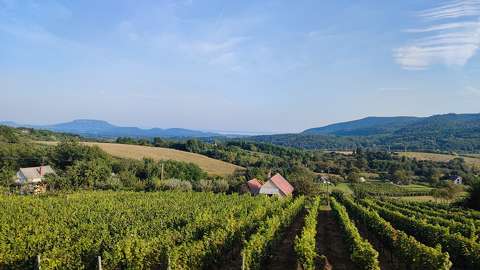 Balatonfelvidék szőlői