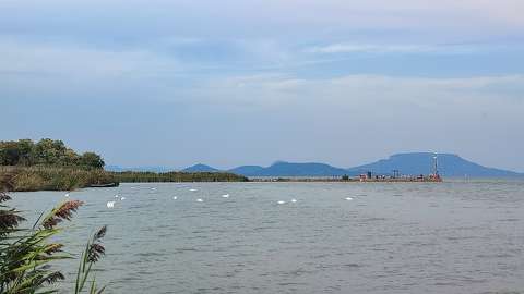 Hattyúk Balatongyöröknél