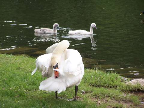Cygnes et cygneaux sur le Loiret
