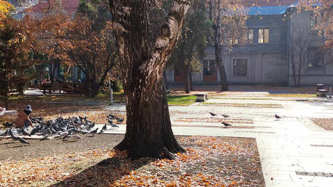 Galambok, Park, Ősz