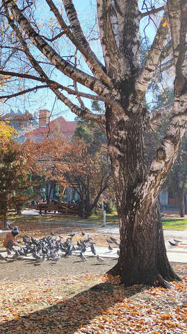Galambok, Park, Ősz