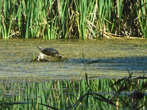Teknős a Kámoni arborétumban - Szombathely
