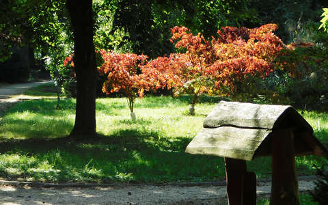 Piros a Kámoni arborétumban - Szombathely