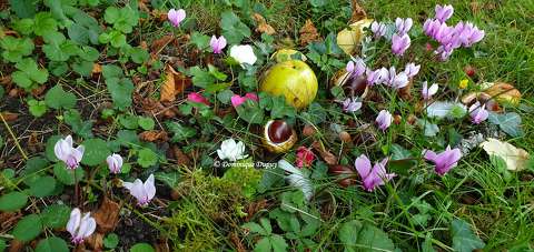 Automne dans le jardin