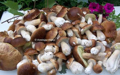 Champignon - Cèpes
