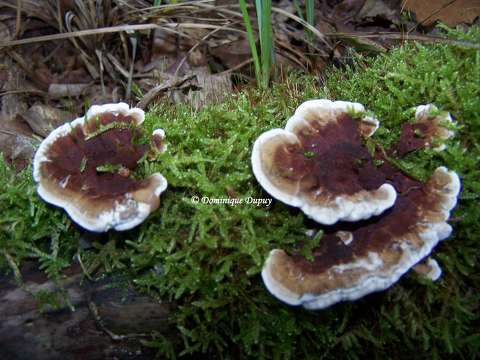Champignons